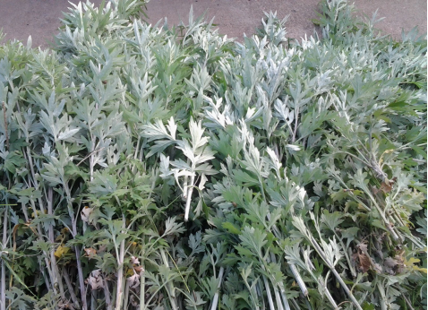 華展貓先生，端午節(jié)，垃圾分類